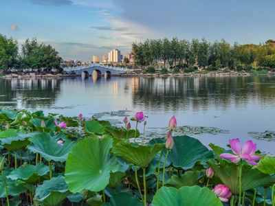 夏天-长春-南湖公园-荷花-湖面 图片素材