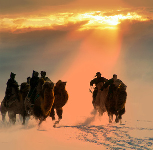 冬季-雪原-逆光-骆驼-比赛 图片素材