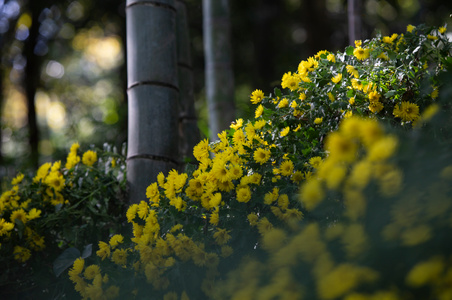 原创-花卉-丫爪-植物-花卉 图片素材