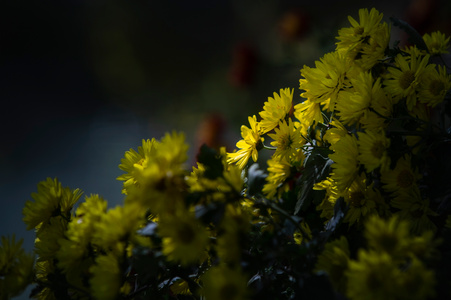 原创-花卉-丫爪-黄菊-菊花 图片素材