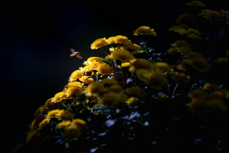 花卉-原创-丫爪-秋菊-菊花 图片素材