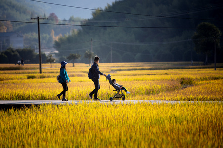 生活-杭州市-丫爪-田园-田野 图片素材