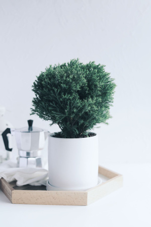 绿植-植物-雾松-居家好物-我要上封面 图片素材