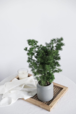 盆栽-绿植-蓬莱松-明调-静物 图片素材