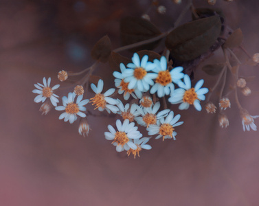 粉嫩-碎花-碎花-花-花朵 图片素材