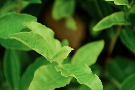 茶园-嫩芽-绿叶-植物-茶叶 图片素材
