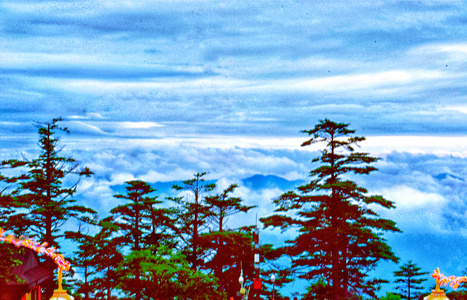 云端-蓝天-树-树木-云 图片素材