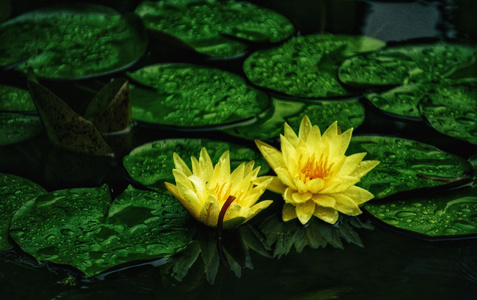 玲珑世界-花开富贵-莲花-高洁-花 图片素材