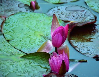睡莲-含苞-植物-花-花朵 图片素材