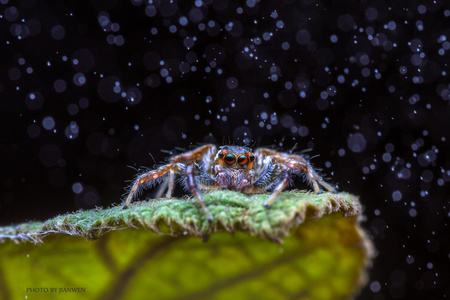 奇妙的昆虫-微距昆虫-动物-跳蛛-蜘蛛 图片素材
