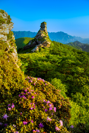 我要上封面-haida滤镜签约-花-野花-风景 图片素材