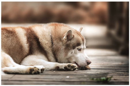 你好2020-狗狗-萌宠-宠物写真-宠物 图片素材