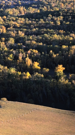 看你的城市-旅拍-坝上-秋季-白桦林 图片素材