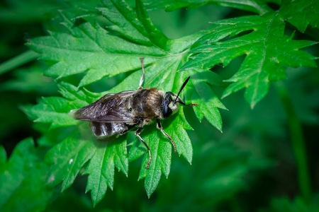 昆虫-微距-动物-生态-你好2020 图片素材