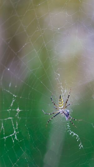 昆虫-微观世界-微距-生态-蜘蛛 图片素材