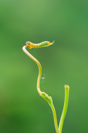 我要上封面-蜜蜂像素首发-我的2020-你好七月-微距 图片素材