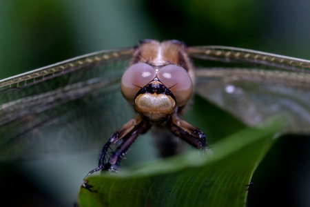 微距-动物-昆虫-生态-你好2020 图片素材