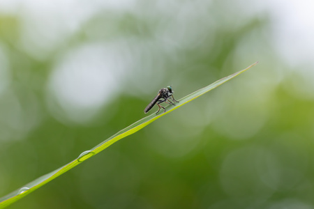 蜜蜂像素首发-我要上封面-我的2020-自然-生态 图片素材