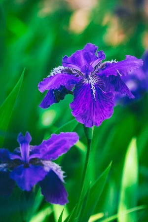 花卉-光影-自然-植物-生态 图片素材