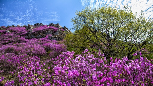 山峰-自然-户外-风光-植物 图片素材