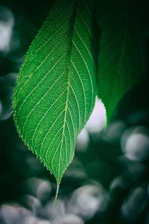 生态-你好2020-植物-自然-叶 图片素材