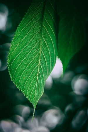 生态-你好2020-植物-自然-叶 图片素材