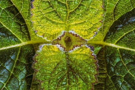 光影-自然-植物-生态-叶子 图片素材