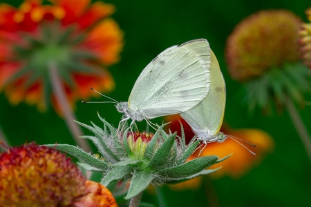 蝴蝶-生态-微观世界-微距-昆虫 图片素材