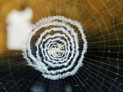 手机摄影-动物-蛛网-蜘蛛网-动物 图片素材