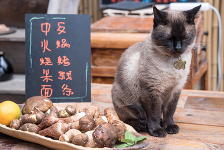 大理观园客栈-撸猫-猫-猫咪-猫星人 图片素材