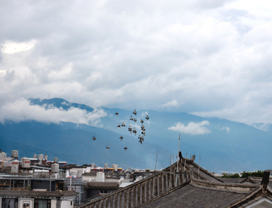 大理观园客栈-大理-艺术-风景-群鸟 图片素材