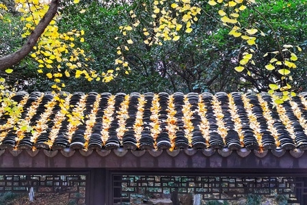 银杏黄了-长庭-黛瓦-银杏-石栏 图片素材
