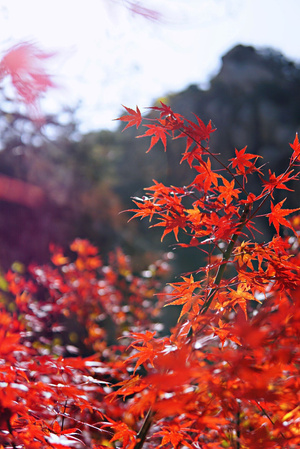 秋色-我要上首页-蜜蜂像素首发-枫叶🍁-落叶🍂 图片素材