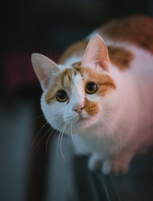 猫-日常-好奇-注视-大眼睛 图片素材