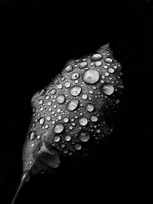 落叶-雨滴-黑白-水珠-露珠 图片素材