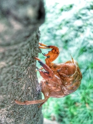 蝉-树-脱壳-蝉壳-蝉蜕 图片素材