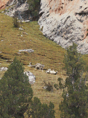 野生动物-雪豹-昂赛大峡谷-杂多-旅行 图片素材