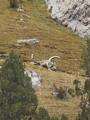 野生动物-雪豹-昂赛大峡谷-杂多-旅行 图片素材