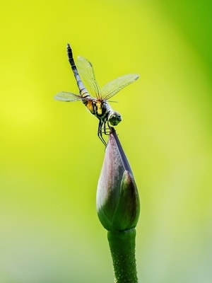 蜻蜓-昆虫-昆虫-蜻蜓-动物 图片素材