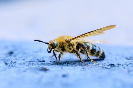黄蜂-特写-微距-蜜蜂-非洲蜂 图片素材