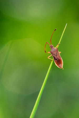 奇妙的昆虫-昆虫-自然-特写-微距 图片素材
