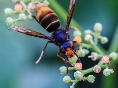 昆虫-特写-自然-微距-黄蜂 图片素材