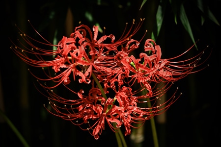 彼岸花-花朵-自然-微距-特写 图片素材