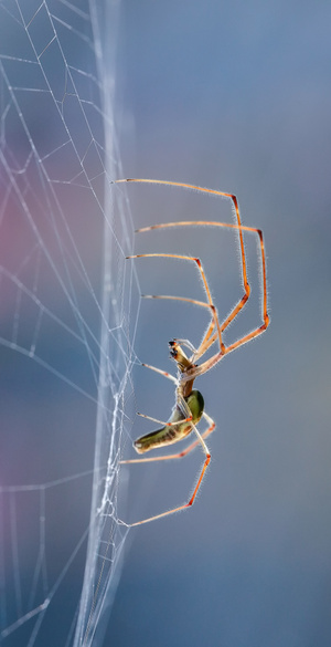 微距-昆虫-特写-蜘蛛-节肢动物 图片素材