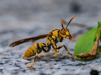 微距-自然-昆虫-黄蜂-黄蜂 图片素材