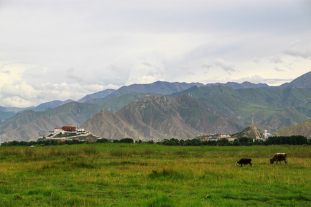 旅游-拉萨-西藏-布达拉宫-奶牛 图片素材