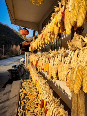 旅行-粮食-玉米-玉米-食物 图片素材