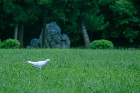 鸽子-草地-夏天-绿色-鸟 图片素材