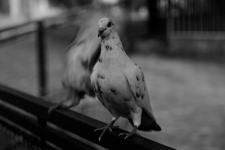鸽子-黑白-鸟-鸟类-动物 图片素材
