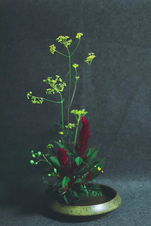 生活-情趣-花-植物-花朵 图片素材